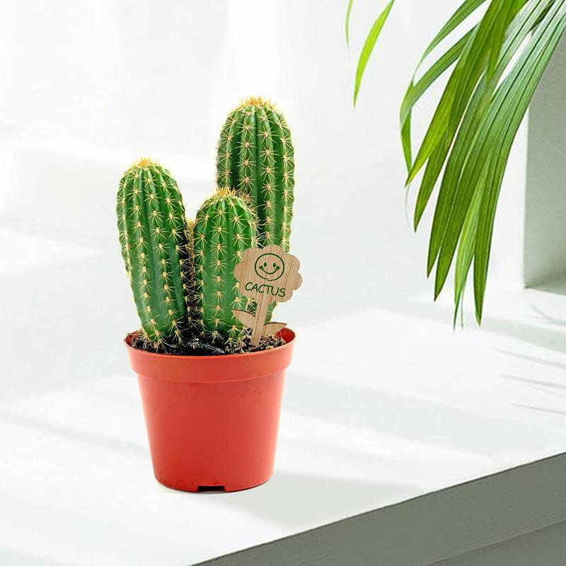 50 pezzi etichette per piante di bambù, etichette da giardino con pennarello per fiori, piante grasse, fiori decorativi, cartelli per piante, marcatori da giardino