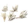 [GOLD STONE] White Sage, Pesticide-Free, California, Approx. 50g (with Stems, Small Leaves)