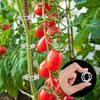Bahçe Aletleri – Bitki Bantları ve Klipsleri
