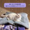 Switchable Cat Pet Pet Cat Suitable for Senior Cold Deformable 4-Way Bed, Bed, Mat, Blanket, Fluffy, Thick, Washable, Warm, Soft, Double-Sided, Cats,