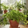 Vertical Growing Plant Support Frame Iron Climbing Vine Flower Stand  Garden Accessory