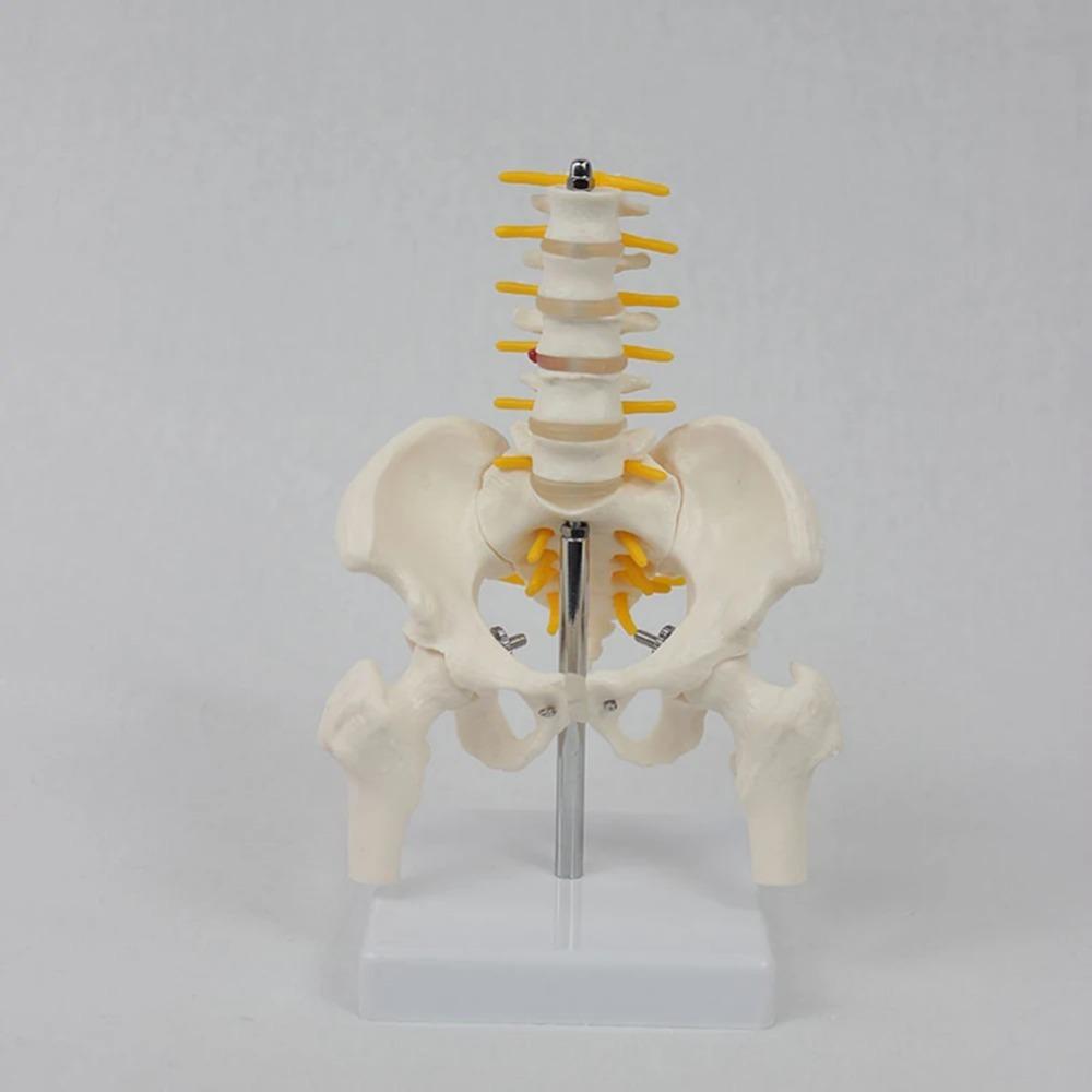 1 buc PVC Pelvis Uman Cu Cinci Vertebre Lombare și Model Femur Ortopedie Coloană Vertebrală Model Coloană Vertebrală Anatomie Schelet