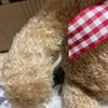 [USED] Teddy Bear Cute Stuffed Toy Interior Bear