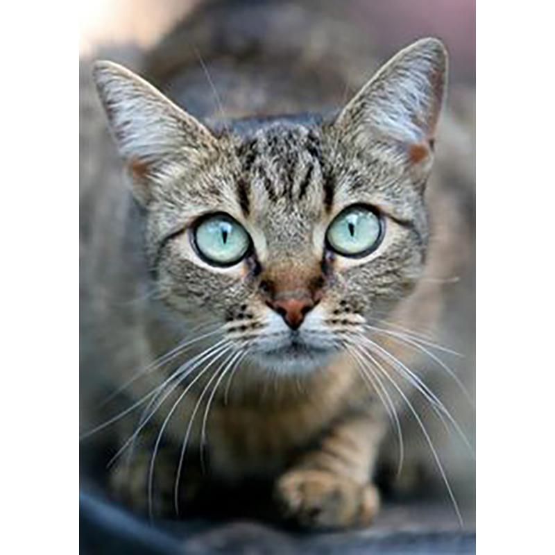 DIY Cat 5D Diamond Painting Full Round Drill Rhinestones Animals Diamond Embroidery Cross Stitch Mosaic Hobby Gift Home Decor