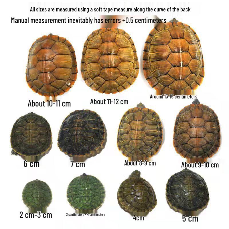 Живая Бразильская черепаха - Легко содержать Домашняя черепаха 5-6 cm Strong Seedling