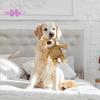 Pet Plush Bear Toy,Gentle, Long Lifespan, Fun Multifunctional Bite-resistant Chew Toy - for Dogs - Accessories