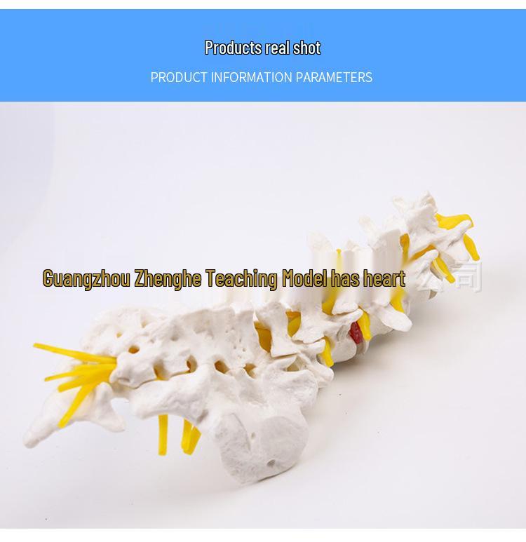 Natural Lumbar Vertebrae with Coccyx Model - Teaching Tool
