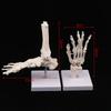 Anatomical Hand And Foot Skeleton Model Showing Ulna And Radius Portray Natural Movement Of Human Hand Foot