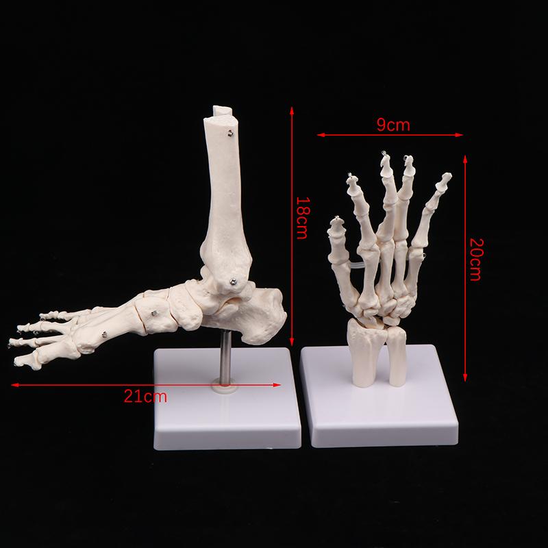 Anatomical Hand And Foot Skeleton Model Showing Ulna And Radius Portray Natural Movement Of Human Hand Foot