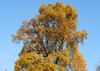SAFLAX Tulip Tree - 20 Seeds - Liriodendron Tulipifera
