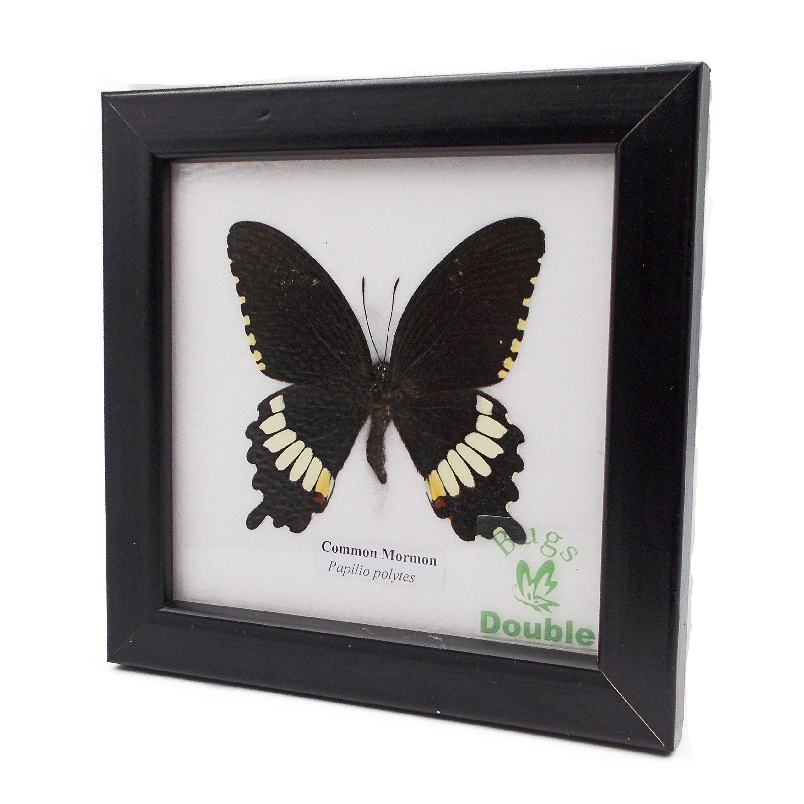 

Framed insect specimen butterfly Common Mormon