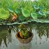 Unique Floating Turtles Frogs Sculpture With Rowing Theme Decorative Ornament For Outdoor Fountains Or Indoor Vignettes
