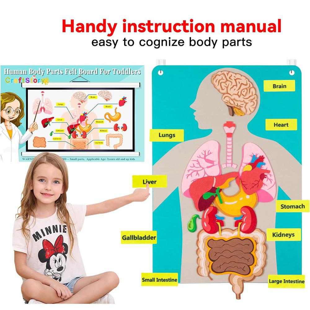 Modello Corpo Umano Feltro Per Bambini Insegnamento Parti del Corpo Lavagna Feltro Storie Attività Sensoriali Giocattolo Insegnamento Prescolare Storia Tavola da Viaggio