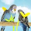 Random Adjustable Parrot Bird Harness Leash Set Anti-Bite Training Harness Parrots Outdoor Flying Rope
