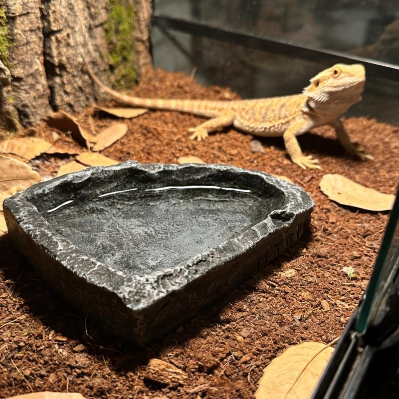 Small Animal Water Food Feeder Resin Feeding Bowl For Indoor And Outdoor Use For Various Amphibians Pet Feeding Tool