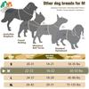 Köpek – Köpek Tasmaları ve Tasma Kayışları
