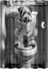 Lustiger Hund Duschvorhang, Berner Sennenhund sitzt auf der Toilette und liest Zeitung, Wasserdichte Polyester Duschvorhang-Sets