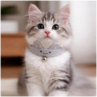 Katzen – Katzenhalsbänder & Leinen