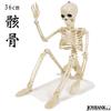Mode della Casa Skeleton Figure 36cm Toy Skeleton Skull Interior Horror Halloween Goods (Regular Item)