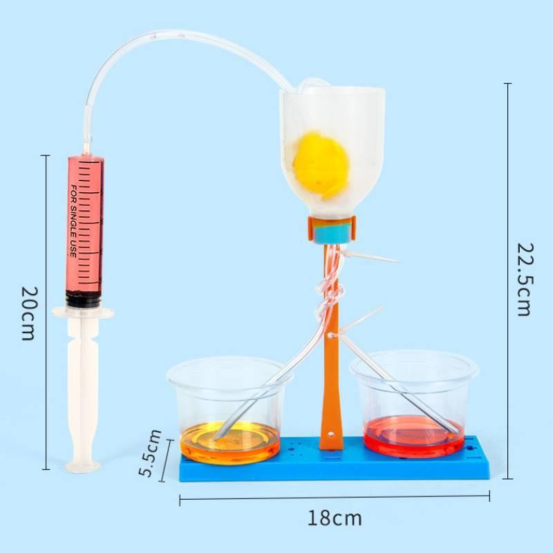 Science Experiment Diy Kidney Unit Model Educational Toy For Kids Classroom Learning