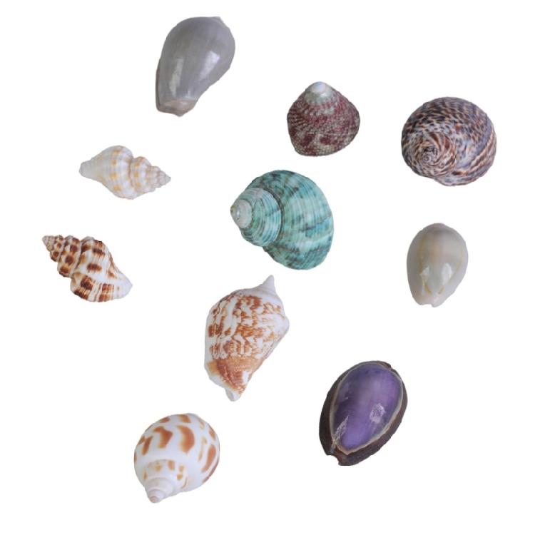 Floating Seashells Display Box Large-capacity Seashells Decorative Storage Box for Home and Beach Decoration