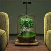 Kreative Graue Glasflaschen Moos Landschaftsgestaltung Flasche Sukkulente Glasvase Hydroponischer Behälter Mikro Landschaft Glas Terrarium