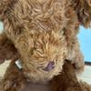 [USED] Felissimo Honiton Lace Victoria Park Market Teddy Bears (2 Pieces)