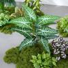 Artificial Moss Turf Landscape Ornament for Bonsai & Potted Plant Decoration