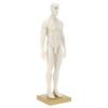 30cm Male Anatomical Model Art Mannequin Musculoskeletal Structure Sculpture Body Model