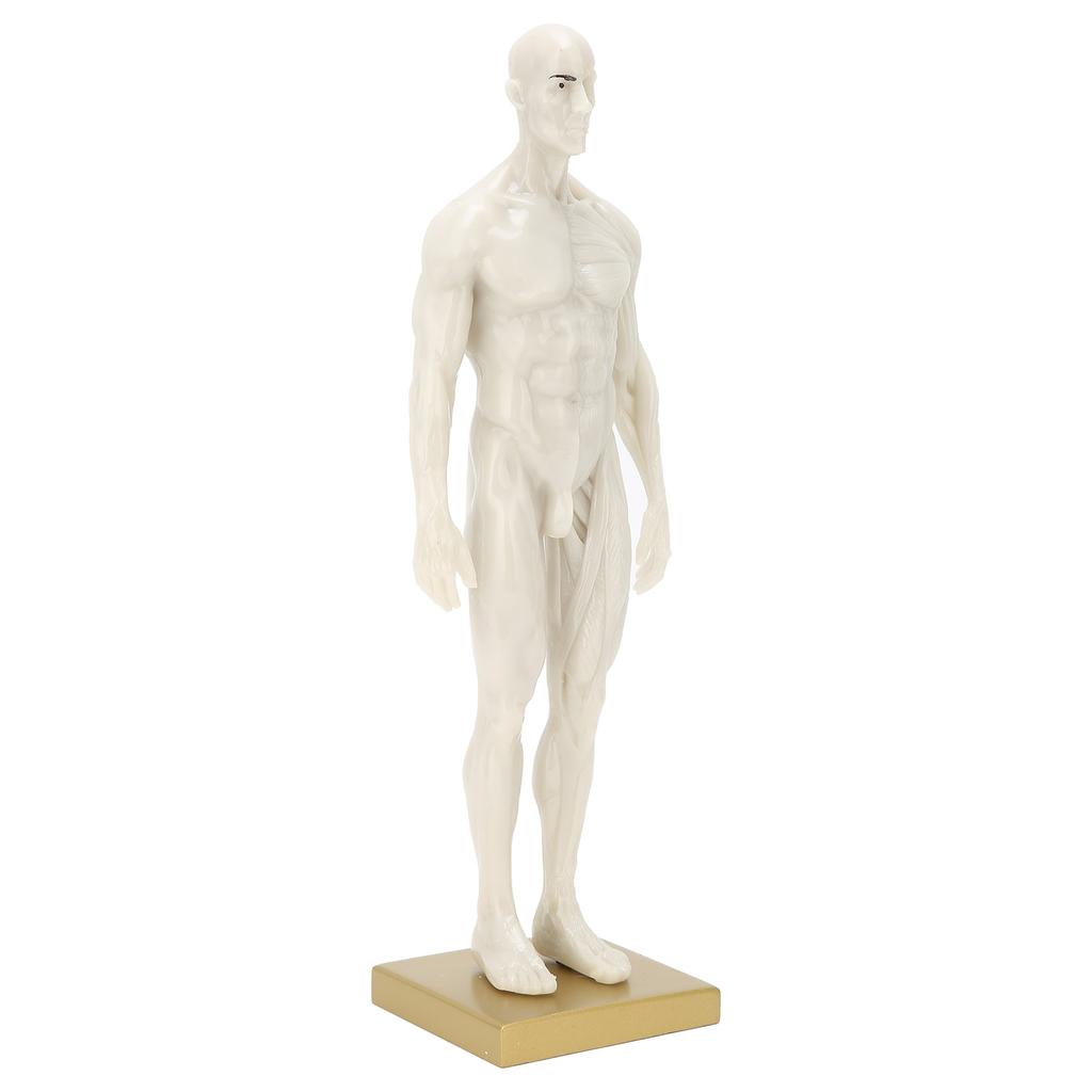 30cm mužský anatomický model art manekýn muskuloskeletální struktura model těla
