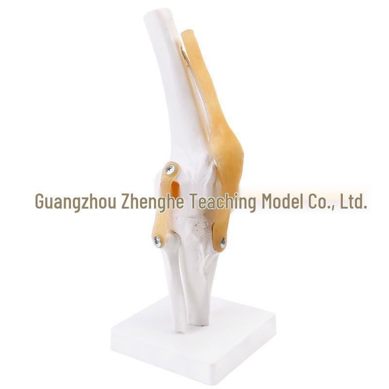 Functional Human Knee Joint Model with Ligaments
