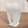 3D Printed Business Card Holder, Tooth Shaped Matte White Organizer, Minimalist Style Ornament for Dental Clinics Office Home