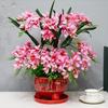 Phalaenopsis Silk Flower Arrangement in Red Ceramic Pot for Indoor Decoration or Weddings