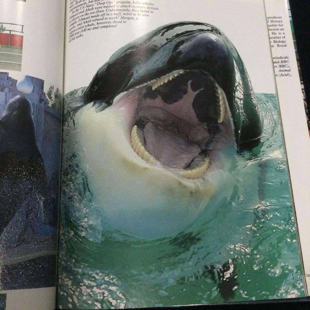 [USED] Whales Photo Books Foreign Books Whales English Mammals Animals Sea Nature