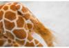 Creative Cartoon Giraffe & Deer Plush Toy Simulation Doll