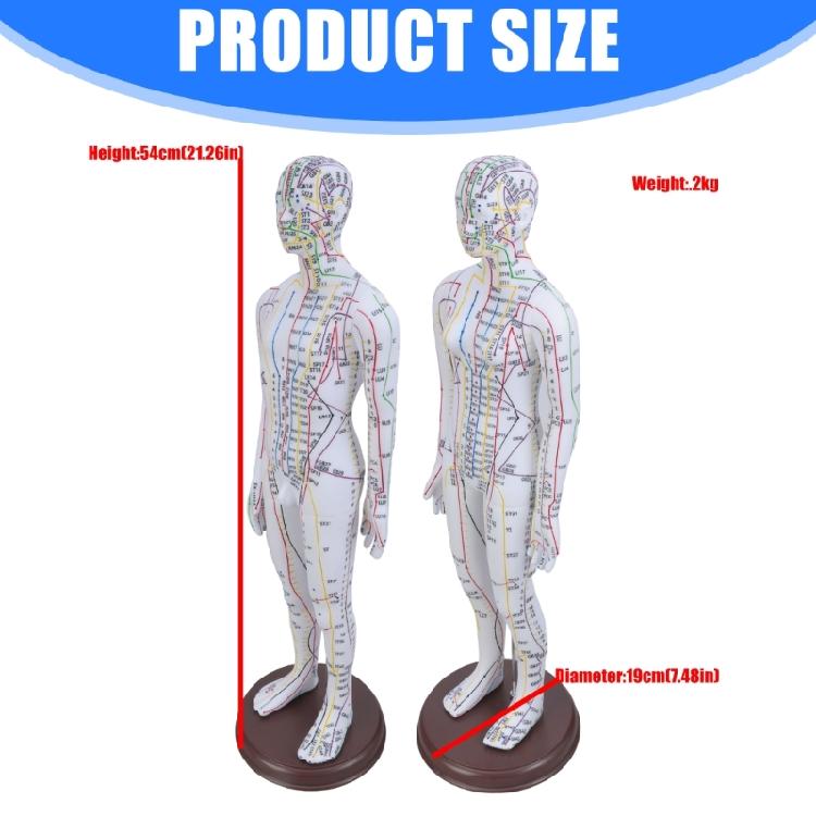 Model Uman pentru Practică de Acupunctură cu Puncte de Acupunctură și Meridiane Punct Model Masculin de Acupunctură Model Feminin de Acupunctură