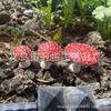 Glow-in-the-Dark Mushroom Garden Decor Set Resin Craft Outdoor Patio Indoor Home Decoration