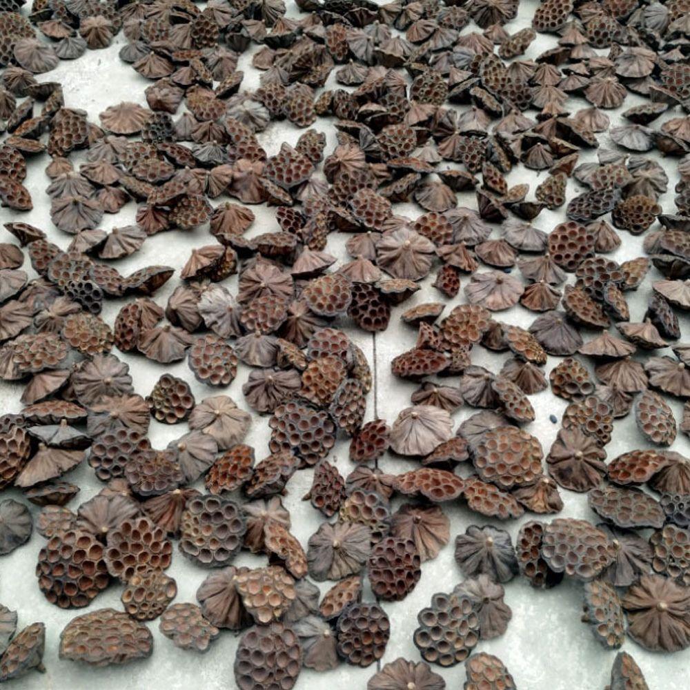 Naturalna Emulacja Biuro Dekoracje Domowe Suszony Lotos Prasowane Kwiaty Brązowy Kwiat Lotosu