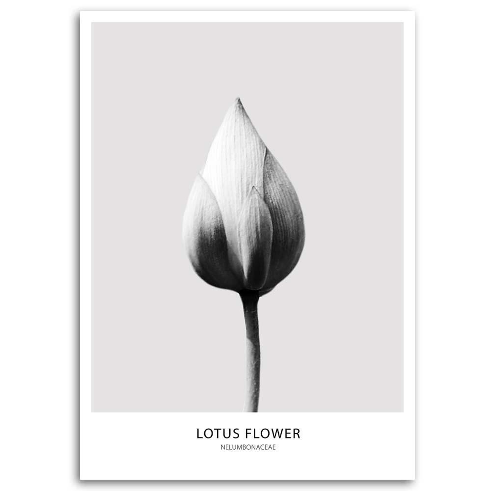Canvas Print, White Lotus Bud