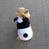 Cute Dog Cosplay Panda Winter Clothes Fleece Ear Hoody Pullover Warm Coat Costume For Small Pet Chihuahua Puppy Lovely Jacket