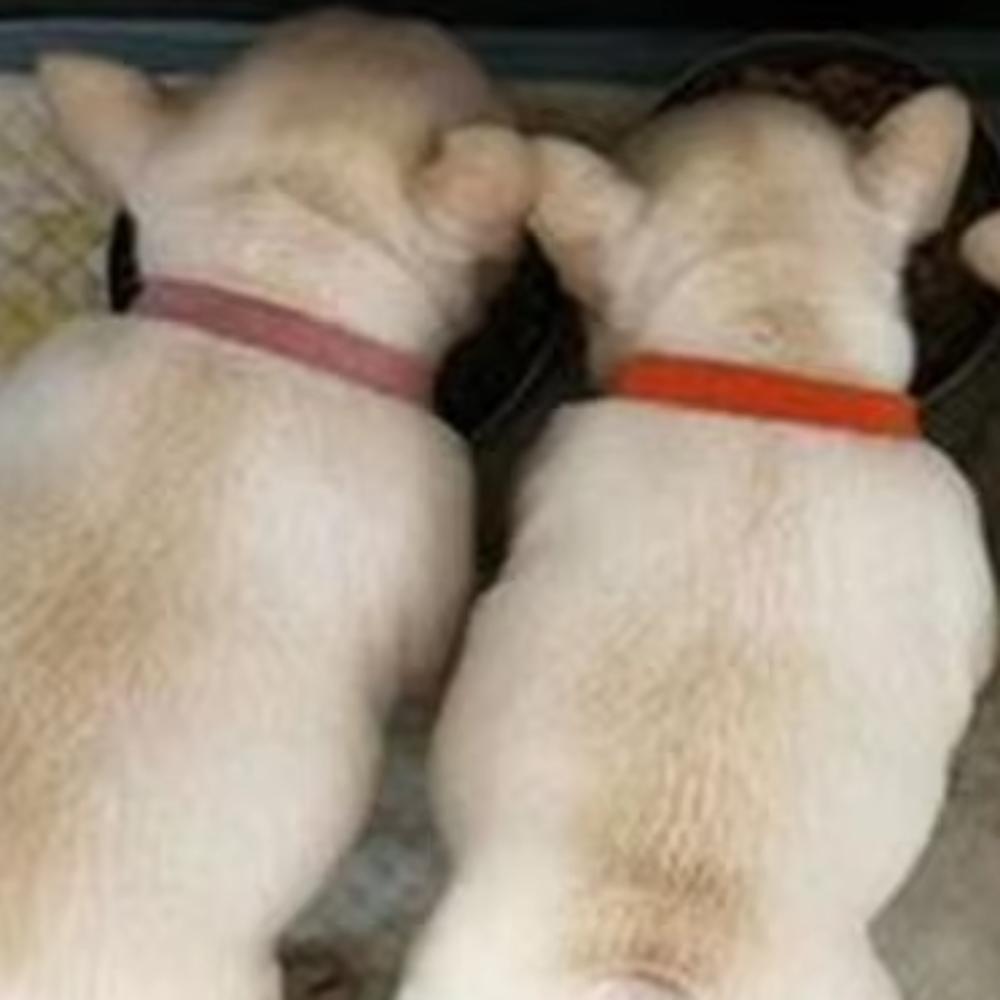 

15PCS Reusable Dog Cat Velvet Identification ID Collars Puppy ID Collar Pet Supplies Whelp Kitten S-10x200mm
