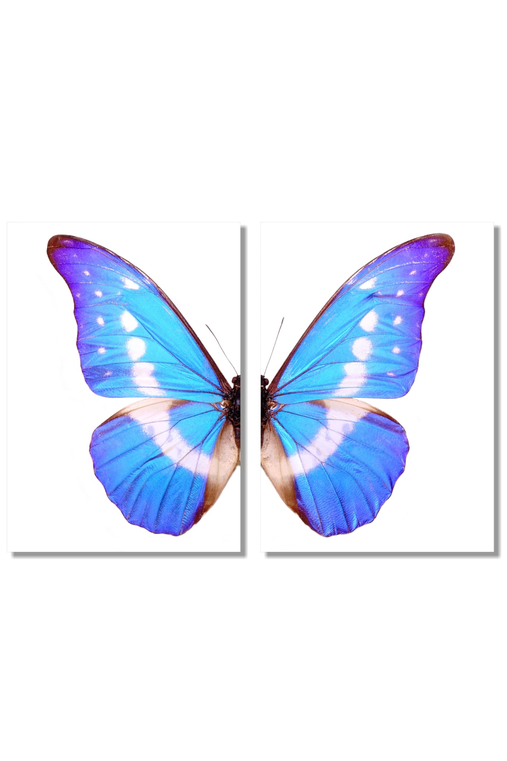 

Butterfly Art Poster, A2, Set of 2, Stylish Interior Wallpaper Poster, Made in Japan, Color, Monochrome... (Color)