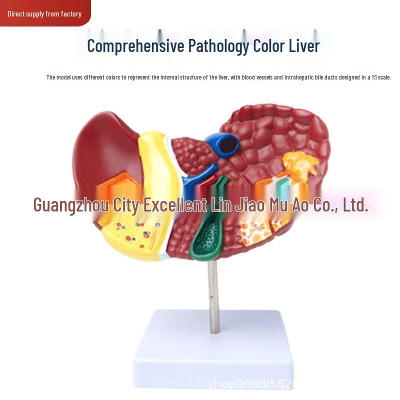 Human Liver Anatomy Model: Medical Simulation of Hilum, Gallbladder, and Bile Duct for Educational Use