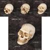 Halloweenská lebka Dekorace Miniaturní pryskyřičná figurka Pro párty a jako dárek