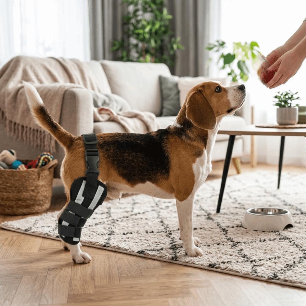 

Hind Leg Support Dog Knee Support Adjustable Fit Dog Leg Wrap Dog Mobility Assist Hind Leg Injury XXS