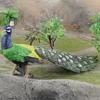 Peacock Figurine 3D Lovely Simulated Feather Animal Solid Model Decoration Plastic