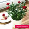 Four-Season Mini Rose Plant Pot with Buds - Easy-Grow, Multi-Color Blooms