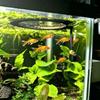Magnetic Mounting Aquarium Feeding Ring Adjustable Fish Food Hoop  Aquarium