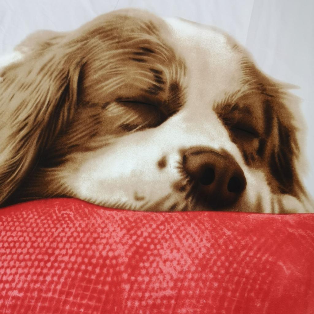 3D Print Pet Dog Bed Sets For Girl Duvetcover 2pcs Pillowcase Super Soft Comfortable Cartoon Kids Bed Quilts Cover Set 2/3 Pcs