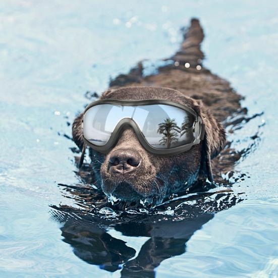 Wasserdichte Hundebrille Sonnenbrille Anti-UV-Schutz Augen Sonnenbrille Haustierbedarf